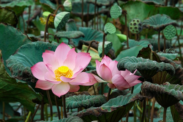 Nelumbo nucifera