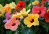 20 Fleurs Exotiques : Description, Avantages, Inconvénients et Entretien plante exotique
