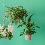 Les plantes anti-humidité : des alliées naturelles pour assainir votre intérieur plante anti humidite