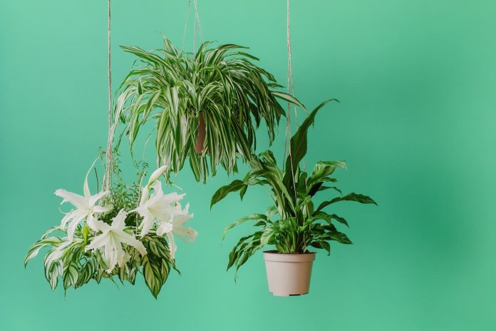 plante anti humidite