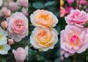 Les 15 plus belles fleurs roses pour sublimer votre jardin et intérieur fleur rose (1)