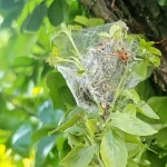 Se débarrasser des chenilles vertes : Guide complet et astuces naturelles chenille verte attaque