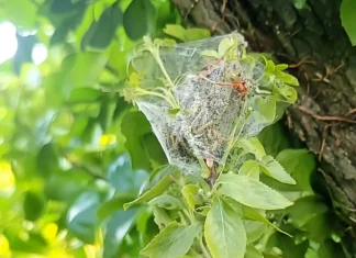 Se débarrasser des chenilles vertes : Guide complet et astuces naturelles chenille verte attaque