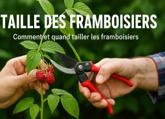 Quand tailler les framboisiers pour une récolte abondante tailler framboisier
