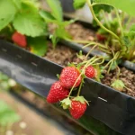 Comment choisir et utiliser l’engrais idéal pour vos fraisiers fraisier