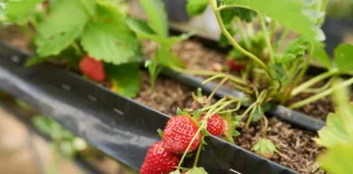 Comment choisir et utiliser l’engrais idéal pour vos fraisiers fraisier