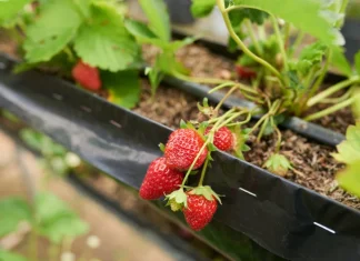Comment choisir et utiliser l’engrais idéal pour vos fraisiers fraisier