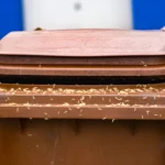 Adieu les asticots : votre guide complet pour une poubelle sans surprise asticot poubelle