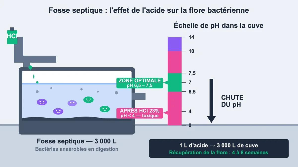 Infographie sur le fonctionnement d'une fosse septique avec dilution d'acide et impact sur pH et bactéries