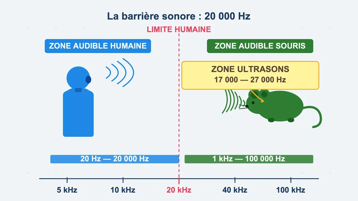 Schéma illustrant les ultrasons, montrant des ondes sonores traversant la frontière entre un humain et une souris