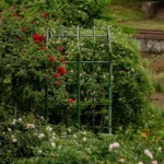 Rosier grimpant taillé mais sans fleurs : le calendrier qui change tout