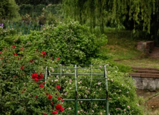 Rosier grimpant taillé mais sans fleurs : le calendrier qui change tout
