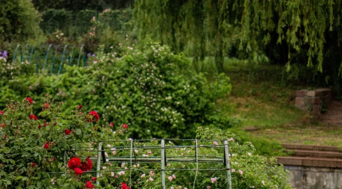 Rosier grimpant taillé mais sans fleurs : le calendrier qui change tout