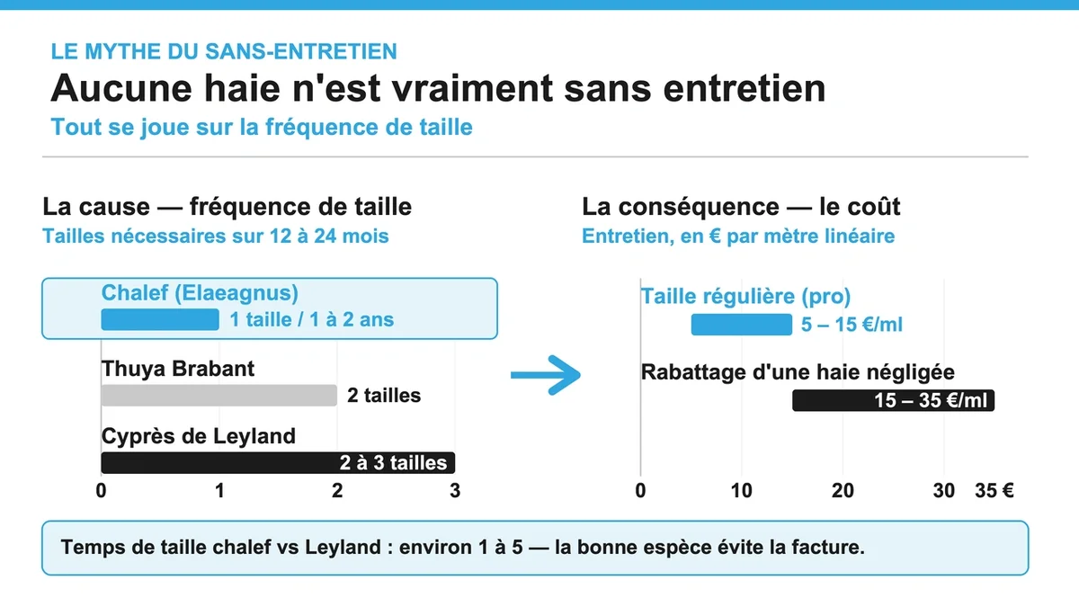 Haie bien entretenue avec des outils de jardinage pour taille et arrosage