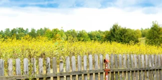 7 erreurs qui condamnent votre bordure de jardin en bois avant 2 ans