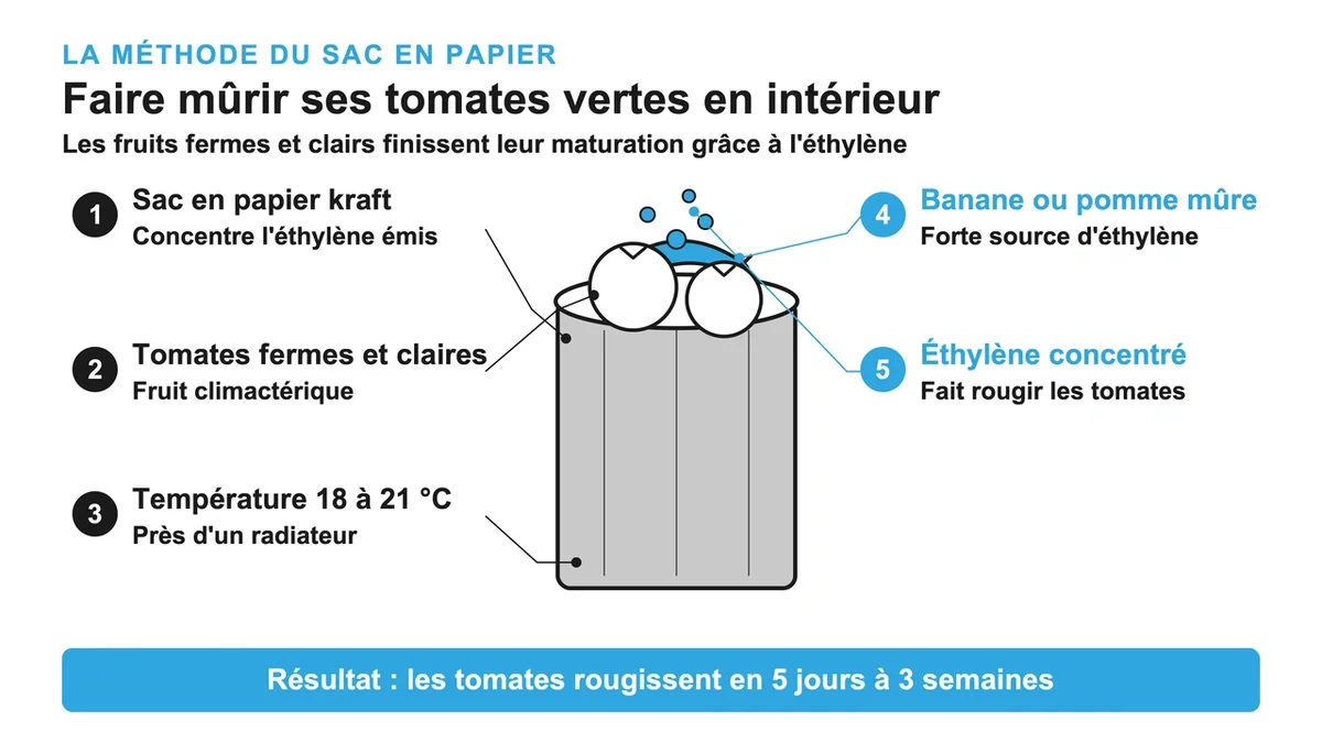 Tomates fermes à différents stades de maturation avec une banane à côté dans un sac en papier