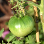 Vos pieds croulent sous les tomates vertes ? 6 façons de toutes les sauver tomate-verte