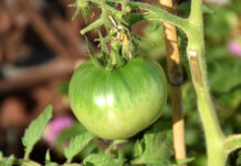 Vos pieds croulent sous les tomates vertes ? 6 façons de toutes les sauver tomate-verte