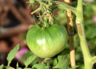 Vos pieds croulent sous les tomates vertes ? 6 façons de toutes les sauver tomate-verte
